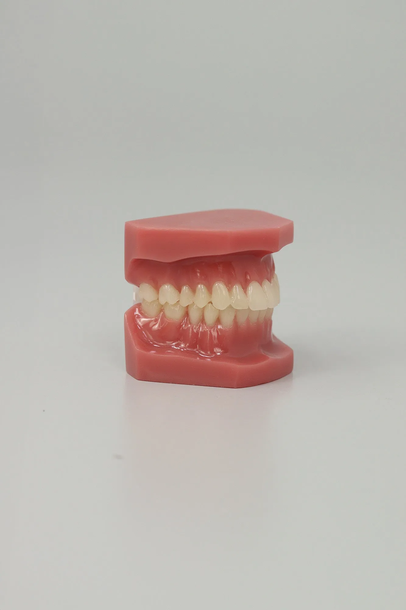 Dental Adult Anatomical Jaw