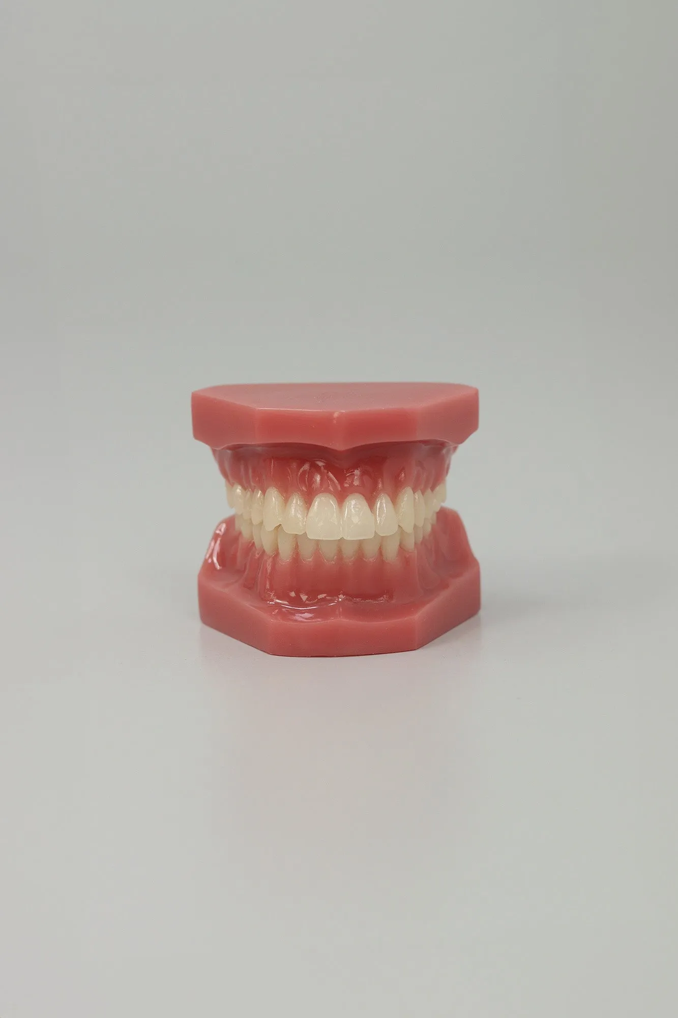 Dental Adult Anatomical Jaw